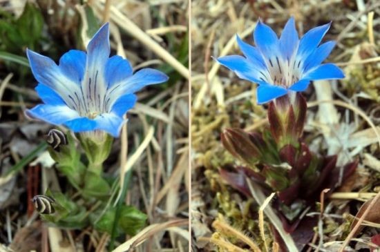 早春の山野草 ハルリンドウ シロヤブケマン 他 当尾 とうの からの風の便り