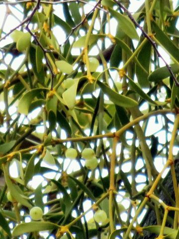 ヤドリギ ジュズネノキ 他 当尾 とうの からの風の便り