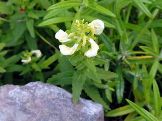 立山で出会った高山植物たち キキョウ ツメクサ シオガマの仲間 他 当尾 とうの からの風の便り