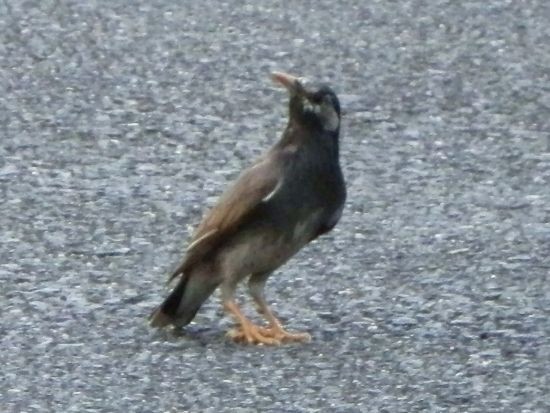 ケリ ムクドリ幼鳥 ウグイス 当尾 とうの からの風の便り