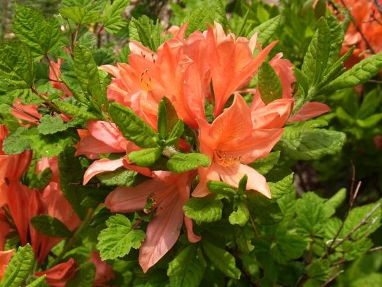 レンゲツツジ ユキグニミツバツツジ 当尾 とうの からの風の便り