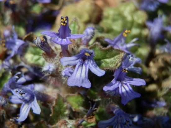 小紋 林信二 蔓草模様 縦柄四角に花亀甲 濃紫色 縮緬 K-3854 亀甲花菱 純米吟醸生原酒 無濾過中取り 雄町 埼玉の地酒通販 日本酒