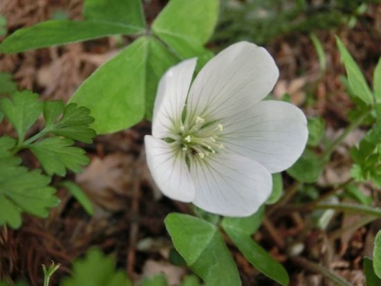 山で出会った植物たち ミヤマカタバミ イワカガミ トリカブト 他 当尾 とうの からの風の便り