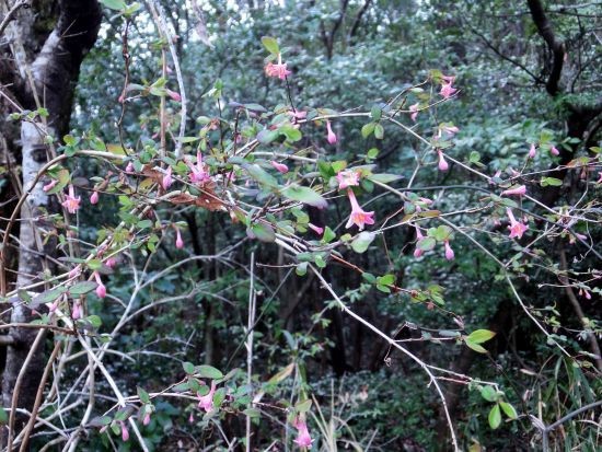 81 山採り　ウグイスカグラ ヤマウグイスカグラ