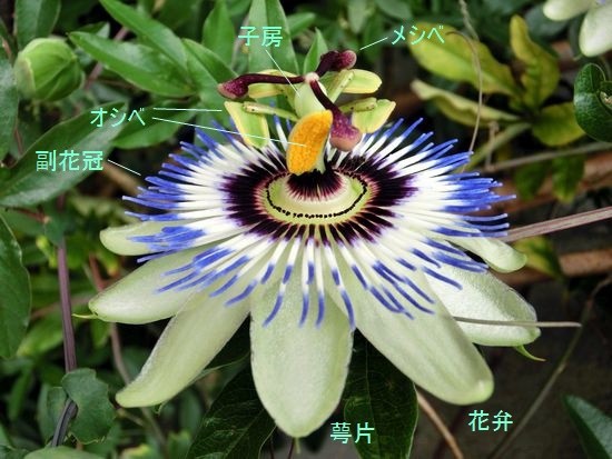 園芸種の花たち 当尾 とうの からの風の便り