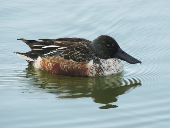 野鳥撮影 カモ 鴨 いろいろ ハシビロガモ 等 当尾 とうの からの風の便り