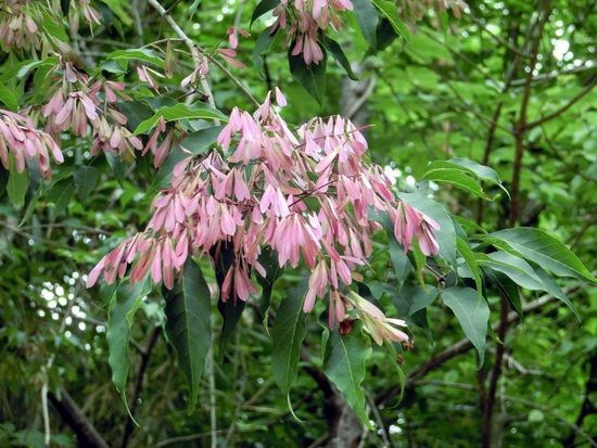 ヤマアジサイ マテバシイ クリ 他 当尾 とうの からの風の便り