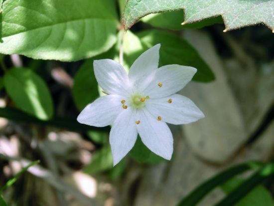 イワイチョウ 他 赤兎山で出会った花たち 当尾 とうの からの風の便り