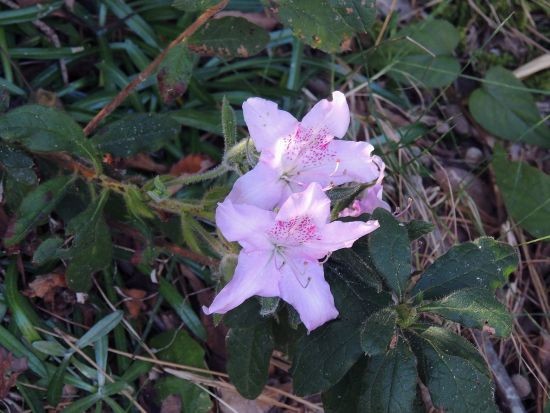 返り花 葉見ず花見ず 和綿と洋綿 当尾 とうの からの風の便り