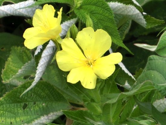 晩夏の里山の花たち そのニ 当尾 とうの からの風の便り