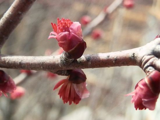 春の樹花 いろいろ 当尾 とうの からの風の便り