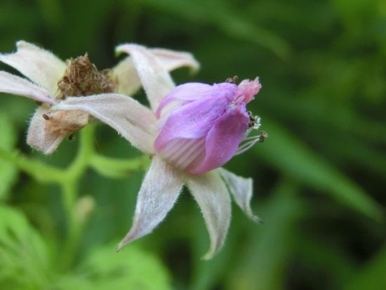 植物いろいろ 2 オカトラノオ ホタルブクロ 他 当尾 とうの からの風の便り