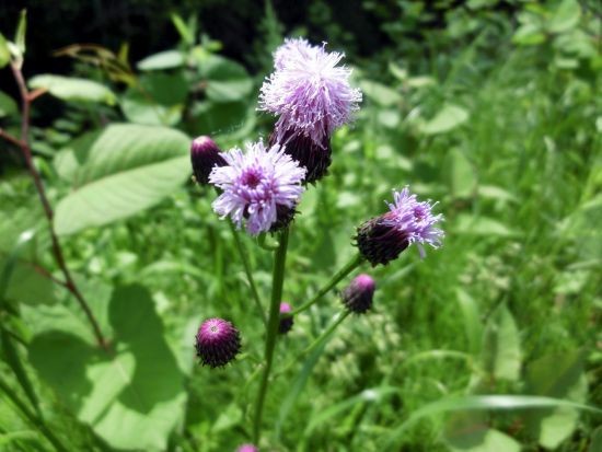 路傍の野草たち カラスビシャク キツネアザミ 他 当尾 とうの からの風の便り
