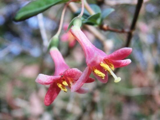 山採り　ウグイスカグラ　ムラサキシキブ付き 1200px-Lonicera_gracilipes_var