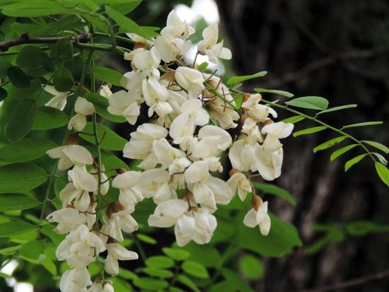 当地の花たち ホウノキ ツリバナ シュロ 他 当尾 とうの からの風の便り