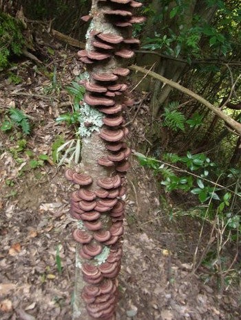 カワラタケ : 当尾（とうの）からの風の便り