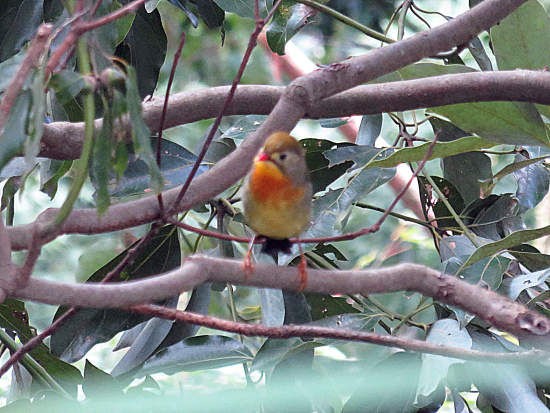 ソウシチョウ 再び 秋の生駒で鳥見 当尾 とうの からの風の便り