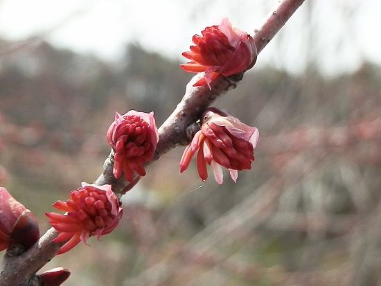 春の樹花 いろいろ 当尾 とうの からの風の便り