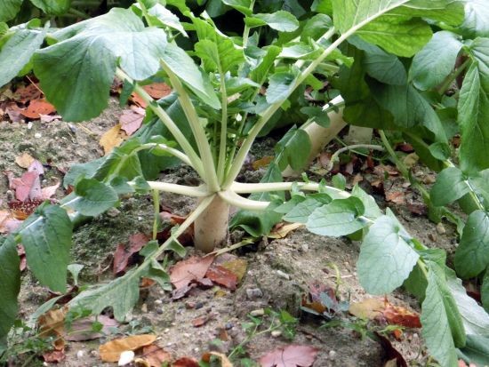 伝統野菜 祝大根 当尾牛蒡 当尾 とうの からの風の便り