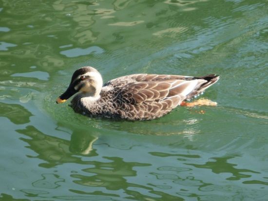 野鳥撮影 カモ 鴨 いろいろ ハシビロガモ 等 当尾 とうの からの風の便り 野鳥撮影 カモ 鴨 いろいろ ハシビロガモ 等 当尾 とうの からの風の便り