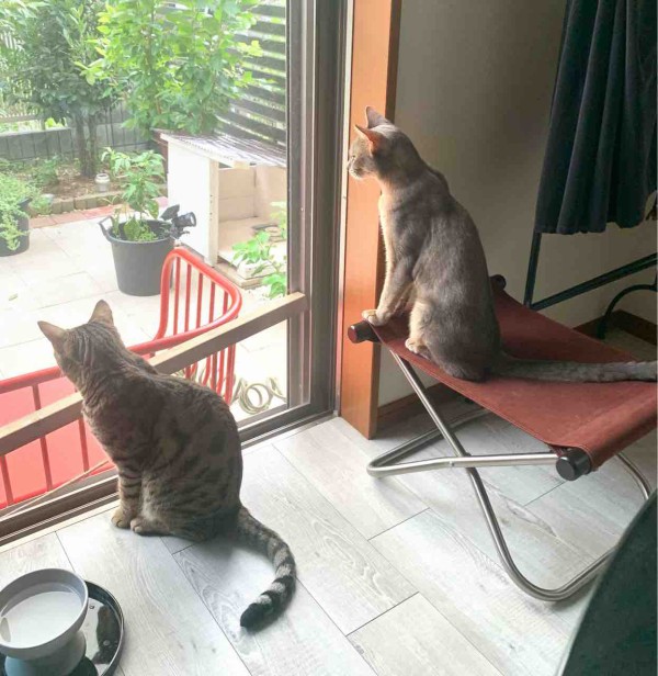 食欲旺盛なチコリ君 ベンガル猫のbenelliとアビシニアンのbenjaminと家族の記録