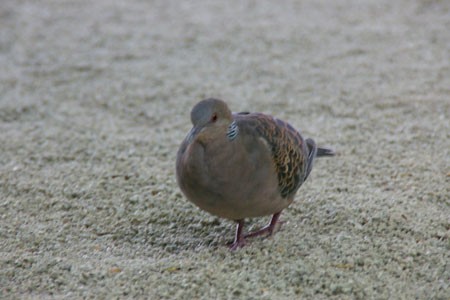 下鴨神社の鳩 たまにblog