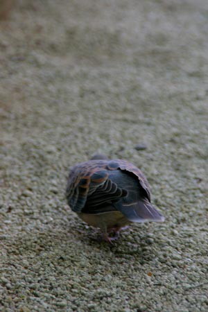 下鴨神社の鳩 たまにblog