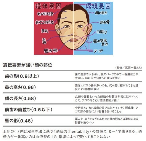 遺伝要因で変わる顔の部位 環境要因で変わる顔の部位 便利な画像