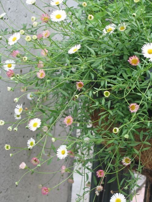 ガーデンゲートでエリゲロンがお出迎え ロココのやさしい時間