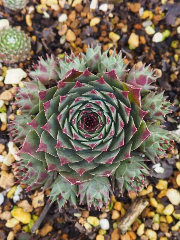 素敵なセンペル・・・ミントマーブルの生長記録 : ロココのやさしい時間