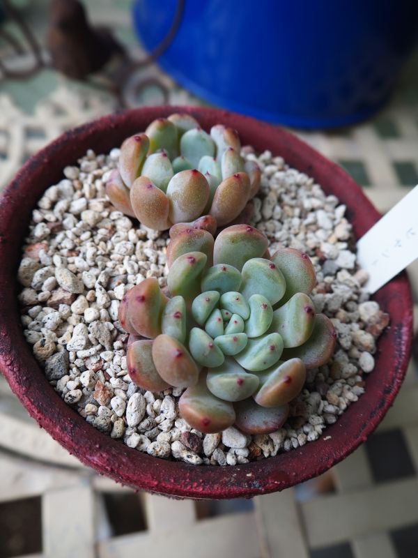 高麗笛樹脂製 リメイク鉢 多肉植物 ロココ調 チョークミルキーピンク 取寄約714日間 ハンドメイド Rspg Spectrum Eu