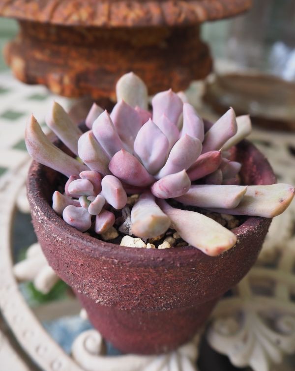 おまとめ中！39SALE！多肉植物^o^   盛り盛り！トップシーダビー e2c21c5e859749bdddaca2ab413837