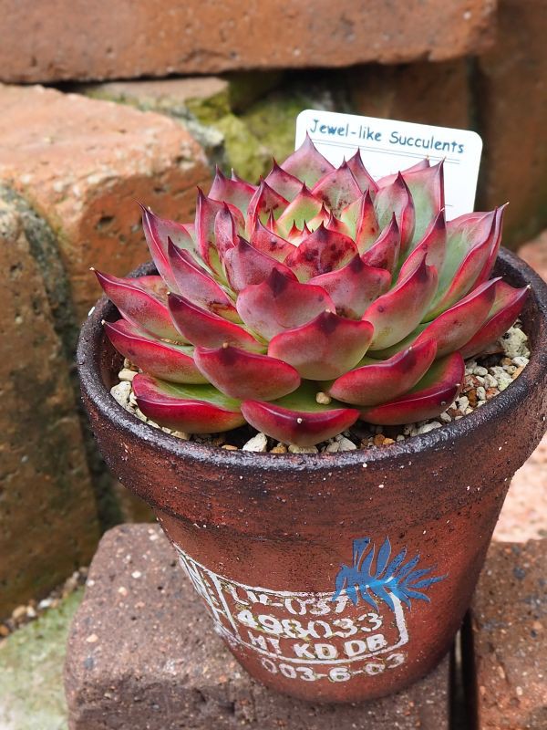 多肉植物 skエケベリア ファイヤーピラー 多肉植物 0207-S153