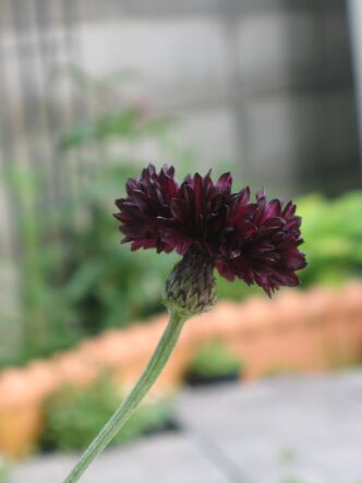 コーンフラワー ブラックボール 矢車菊 ロココのやさしい時間