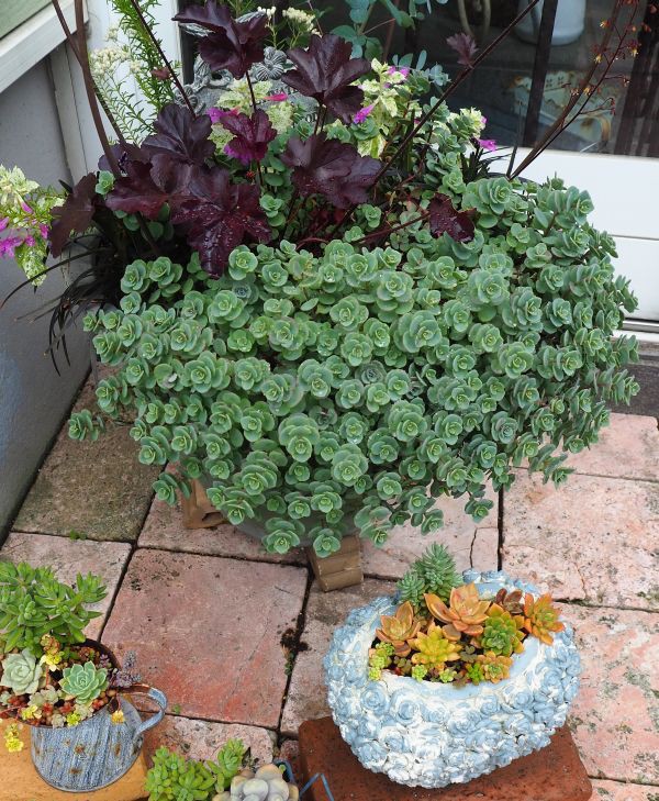 日高ミセバヤの寄せ植え 2021' : ロココのやさしい時間