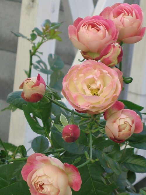 アクロポリス ロマンティカ（薔薇） : ロココのやさしい時間