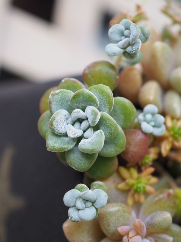 白雪ミセバヤ 白い粉が素敵 ロココのやさしい時間 白雪ミセバヤ 白い粉が素敵 ロココのやさしい時間