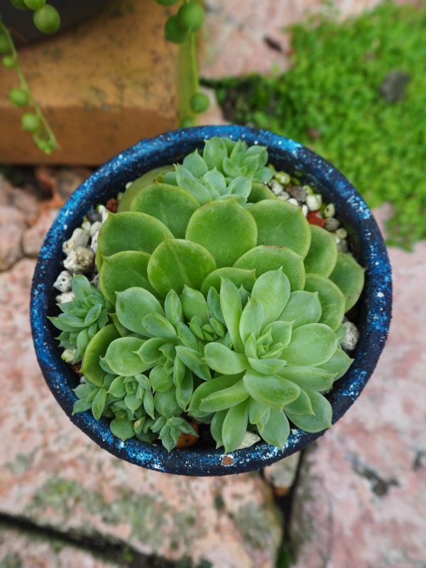 ライムアンドチリ・・・3年間の成長記録 : ロココのやさしい時間