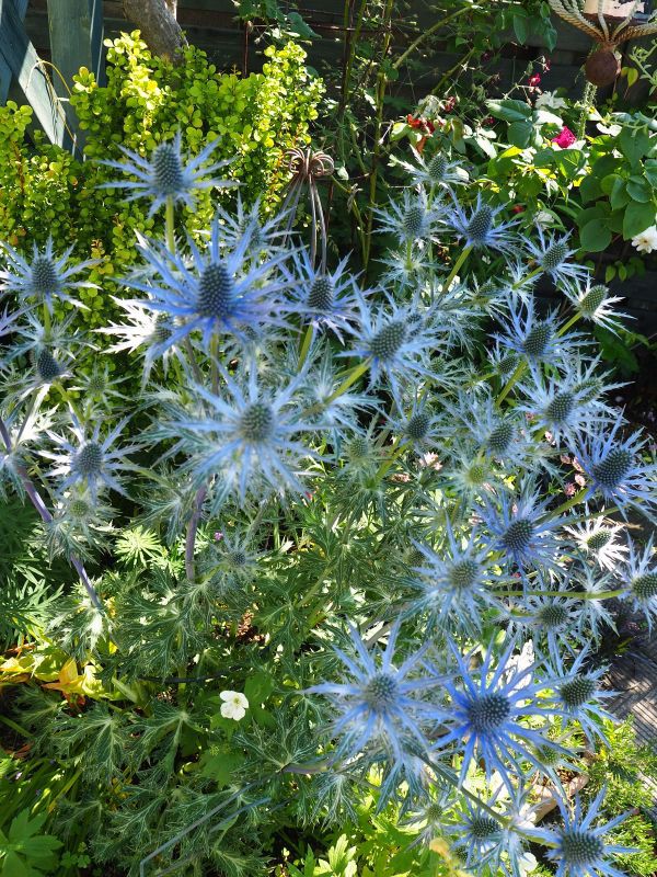 現品限り一斉値下げ 宿根草 エリンジューム ビッグ ブルー Idvn Com Vn