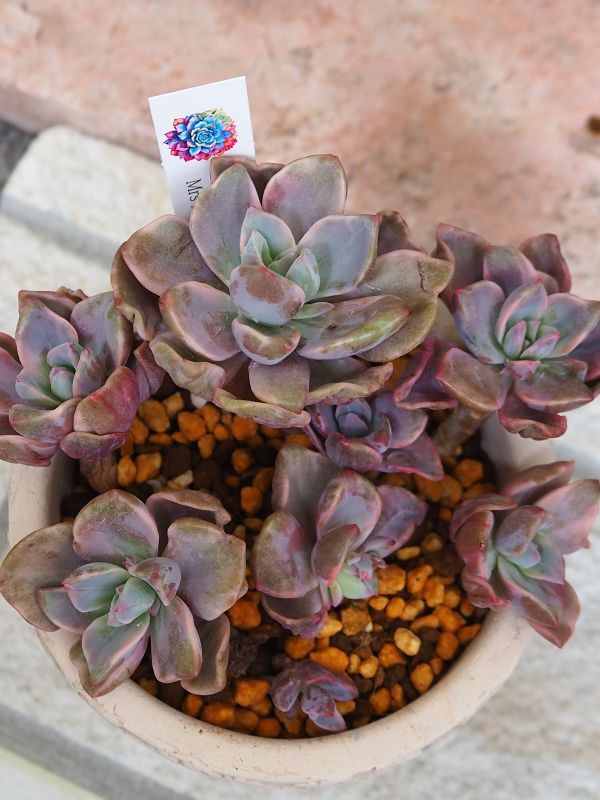 ミセスリチャード錦　群生(5頭) ミセスリチャード錦 群生(5頭) 【公式通販】