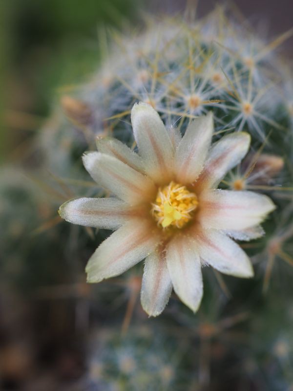 初めてのサボテンの花 松霞 ロココのやさしい時間