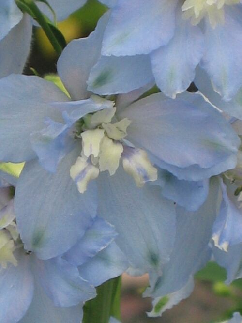 デルフィニウム ロココのやさしい時間