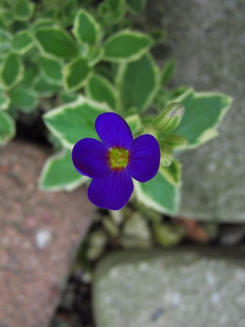 オーブリエチア　バリエガータ　斑入り 斑入オーブリエチア バリエガータ 【花苗 3号ポット】｜ 【植物