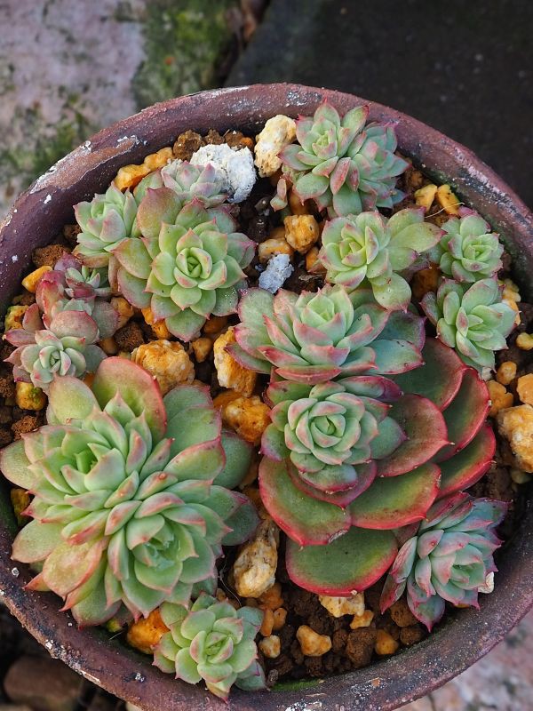 ライムアンドチリ・・・3年間の成長記録 : ロココのやさしい時間