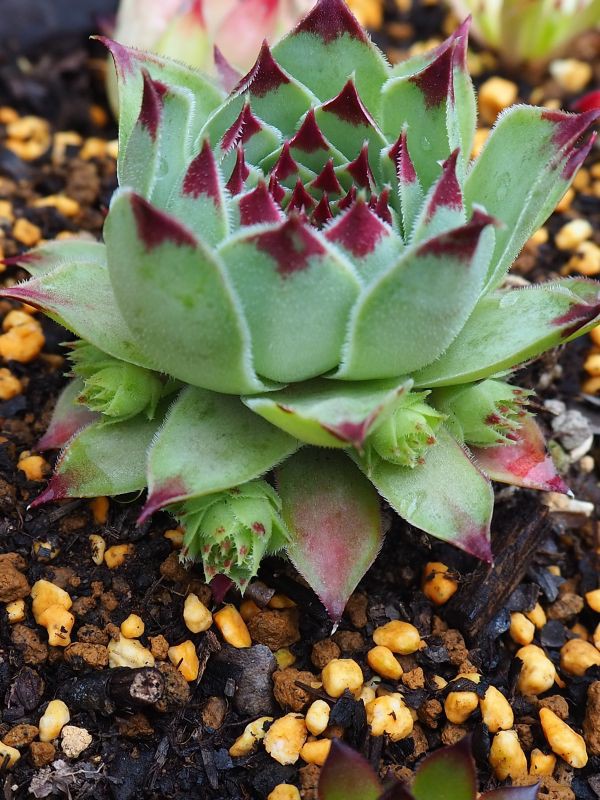 素敵なセンペル・・・ミントマーブルの生長記録 : ロココのやさしい時間