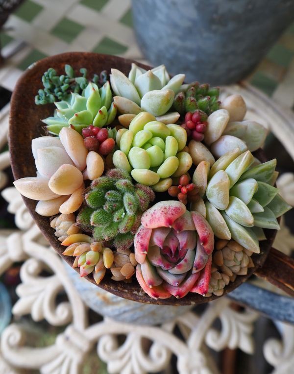 チワワエンシスの寄せ植え・・・NEW : ロココのやさしい時間
