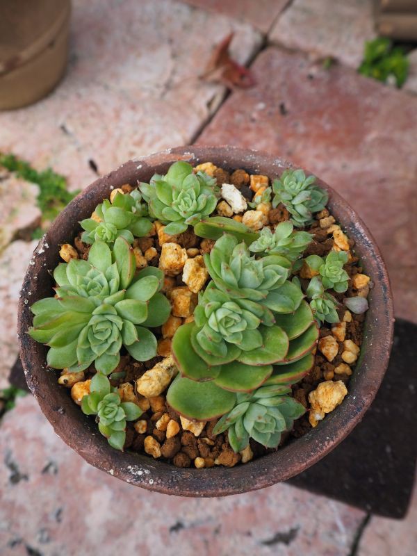 ライムアンドチリ・・・3年間の成長記録 : ロココのやさしい時間