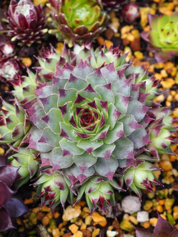 センペルビウム ミントマーブル