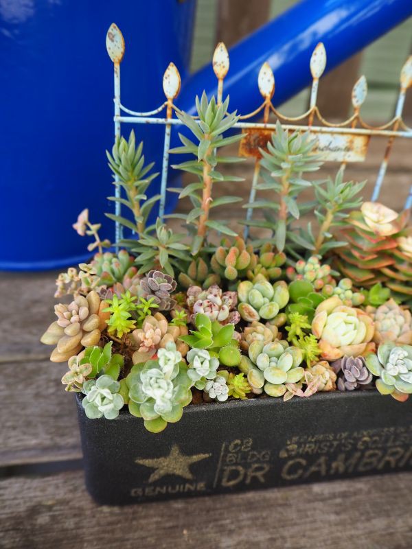 白雪ミセバヤの寄せ植え : ロココのやさしい時間