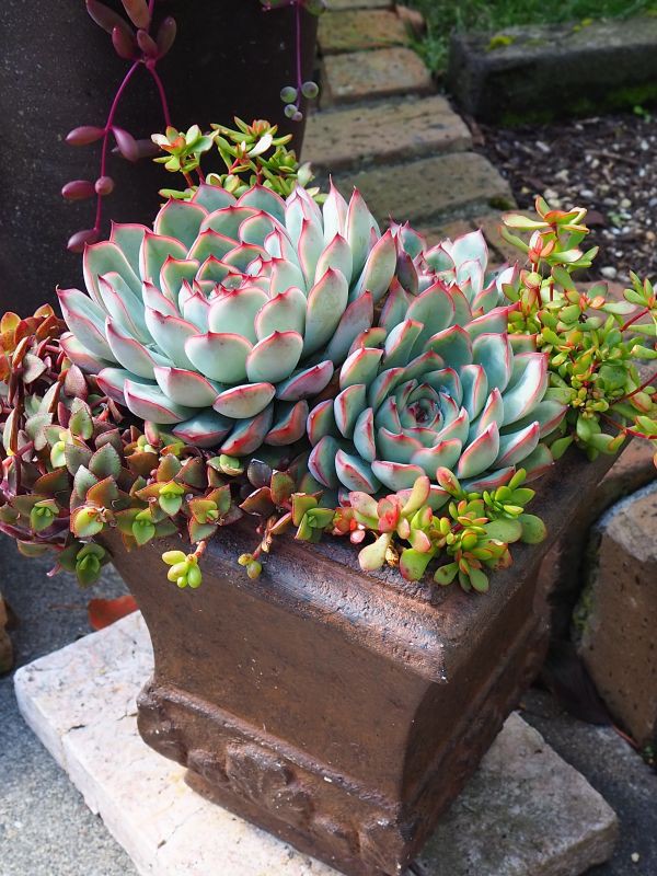 うららかなお花の花束植え Www Ipmoment Com